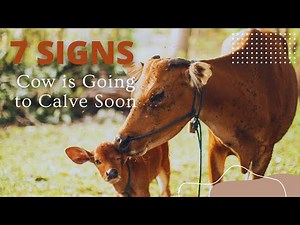 7 Signs Your Cow is Going to Calve Soon