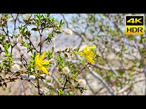 Extreme Sunlight and Sand Textures – HDR10 HDR 4K Ultra HD Sample Footage // HDR10 UHD 2160p