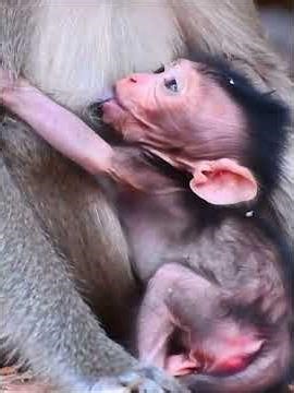 Adorable Wildlife Baby Monkey Moments 9 #wildlifeentertainment #babymonkeys #monkeysr #animals