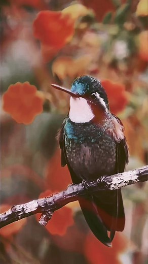 Fascinating Hummingbird: A Spectacle of Beauty and Speed