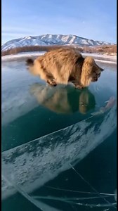 Aventure Glacée du Chat Regardez un chat curieux essayer d'attraper un poisson sous la glace! #fblifestyle #AI Generated using Kling AI . . . (À des fins de divertissement uniquement. Consulter des professionnels si des conseils sur les activités sont présentés. Aucune affiliation à une marque n'est implicite si elle est représentée. Si le contenu s'inspire d'événements réels, des adaptations créatives peuvent être incluses. Le contenu peut inclure des images publiques.) | Fabiosa - Rendez-le pl