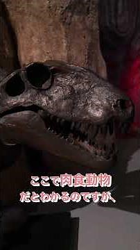 【国立科学博物館】特別展「大絶滅展」ビッグファイブ・ウィーク第3弾！🌋ディメトロドン・ウィーク🌎