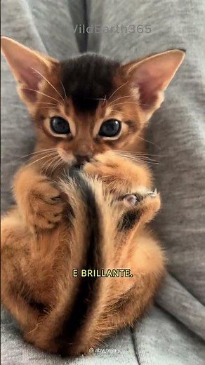 ABYSSINIAN CAT - ANCIENT BEAUTY