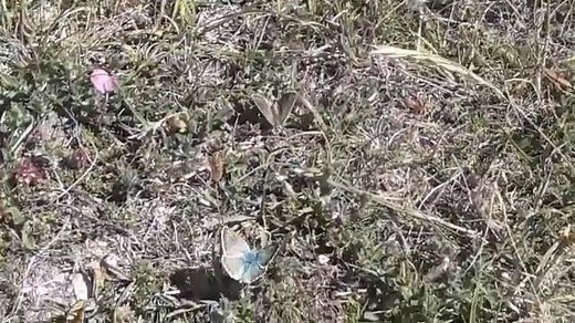No likey- no lighty! 🚦🦋 Our friends at Butterfly Conservation sent us this great video of a male chalk hill blue butterfly, trying rather unsuccessfully to woo a female on Portland. After five minutes he was snubbed. Have you ever seen this butterfly behaviour? ~ Cat (📷: Dr Caroline Bulman and Butterfly Conservation) | Dorset Wildlife Trust