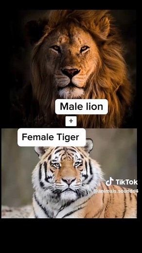 Hybrid Animal Mating: Fascinating Animal Crossbreeds