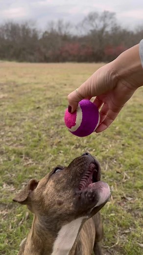 Teach your puppy to fetch! #puppytraining #puppylife | Training Puppy