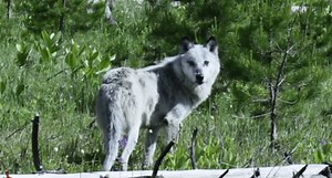 Gray Wolf Chases a Deer Through Timber on Stunningly Clear Video