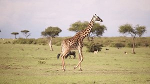 Giraffe Walking Across Plains On Safari Stock Footage Video (100% Royalty-free) 3499196345 | Shutterstock