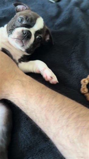 Adorable Baby Dog Boston Terrier Moments