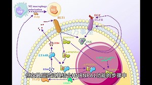 这海军军医大学院士团队的11.7分Cell子刊，竟然是双线叙事！看完这巨噬细胞M2极化的文章，我觉得很不错……
