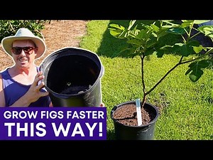 Surprising Benefits of Growing Figs in Pots