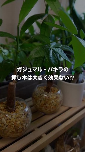 ガジュマルの挿し木は太くならない理由と増やし方（サンスベリア推奨）