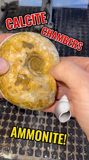 Ammonite fossil hides beautiful secrets! #ammonite #fossil #nature #geology | Kaines Crystals