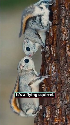 17 Rat Breeds Explained Interesting Facts #animals #RatBreeds#wildlife#PetRats