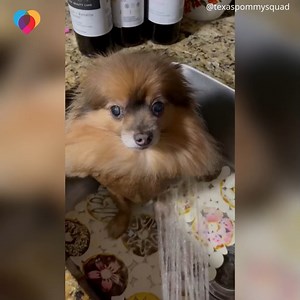 How does a dog turn into a seal? Here's a tutorial 😂 | The Uplift