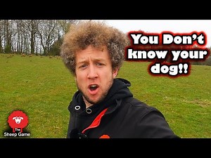 SHEEP FARMER RANTING AFTER DOG ATTACK | Vlog 21 - Lambing 2021