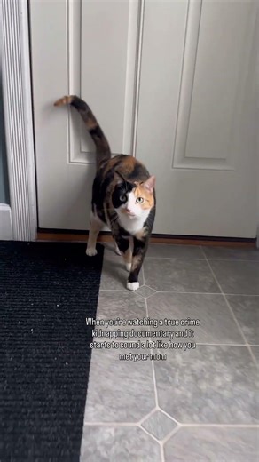 It was a Craigslist ad 😅#cutecat #calicocat #catlifestyle #funnycat