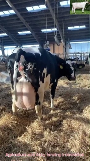 #Dairy farming # Holstein Cow Ready for Delivery.