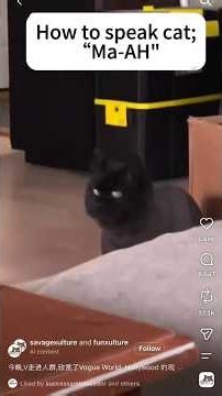 HOW TO SPEAK CAT'S LANGUAGE..... NOT catcalling!!