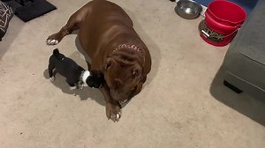 116K views · 1.5K reactions | try not to smile! CUTE AND FUNNY DOG VIDEOS DDK STYLE! | DarkDynastyK9s | Facebook