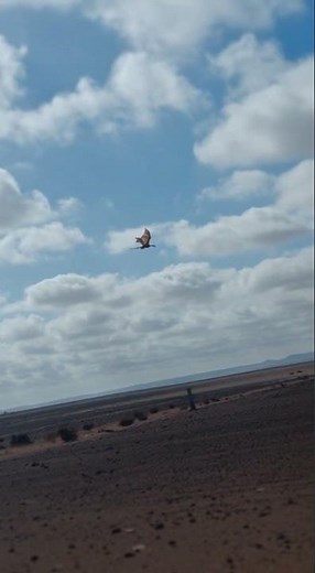 it looks like a dragon...