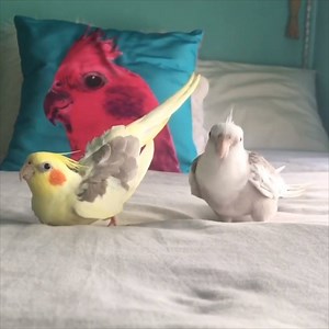 When the booty make him go twoo | Lovimals