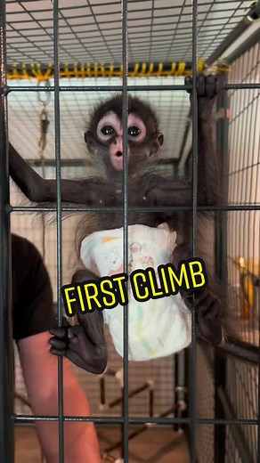 Winston's Indoor Monkey Play Enclosure | First Climb