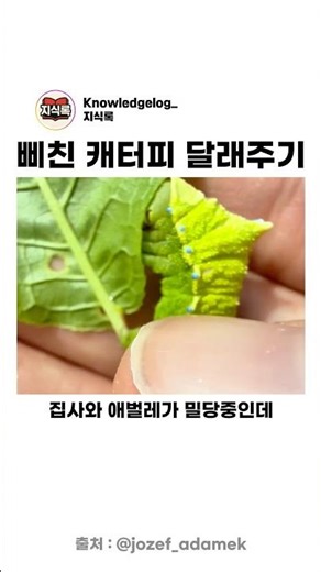 삐친 캐터피 달래주기