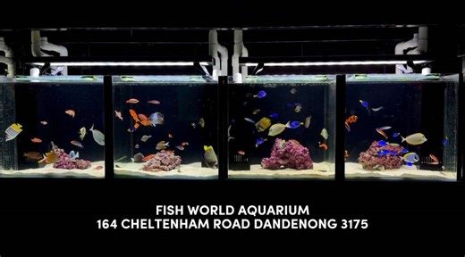 We’ve received a wide variety of species this week—ranging from smaller fish to larger statement pieces. The tanks are looking vibrant, and customers who visited today were genuinely mesmerised by the selection. Looking forward to seeing you guys tomorrow! 📍164 Cheltenham Road, Dandenong 3175 Open 10:30am - 5:30pm (closed Sunday & Monday) * Aiptasia Eating Filefish $70 * Arc Eye Hawkfish $55 * Arna’z Damsel $20 * Australian Stripey $60 * Barrier Reef Chromis $25 * Bellus Angel Male $400 * Bicol