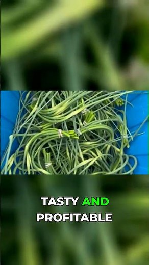 The Secret to HUGE Garlic Bulbs! (+25%) 🧄