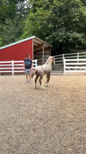 Back in May when Eros was a week old. This will be the last foal I will ever raise and I am cherishing each moment . Wishing for time to slow down just for a moment . I have wanted a colt for decades . We always had fillies . How lucky am I that on my last foal I finally got a colt . | CedarCreekGypsyHorses