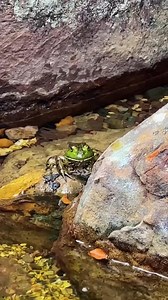 62K views · 1.2K reactions | Just living his best frog life!  | Aquascape Pond Shop | Facebook