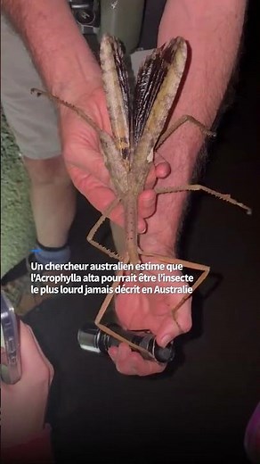 New species of 40cm giant stick insect discovered in the northeast of the country