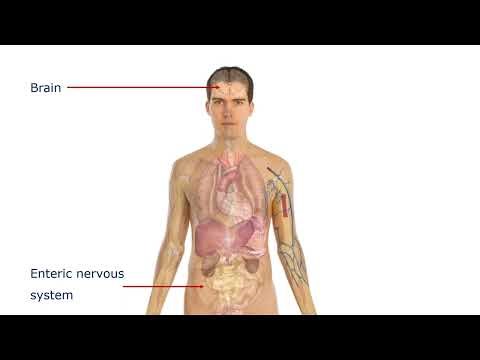 The Three Human Brains