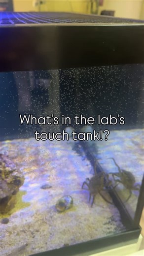 Check out these tiny spider crab zoea! As the first larval stage of crabs, they’re very small with an almost alien-like appearance! These tiny larvae drift in the ocean as plankton, feeding and growing through several molts, each bringing them closer to becoming megalopae, the next stage of their development. After the megalopa stage, the crab larva undergoes a significant transition, metamorphosing into a juvenile crab as it settles in a suitable habitat! #animals #marinelife #ocean #plankton #