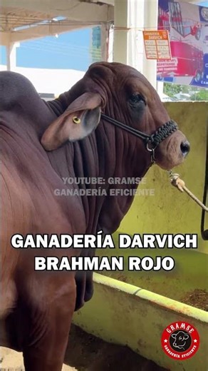 Brahman cattle with Australian bloodlines in Mexico #brahman #zebu #cattle #agriculture #bulls