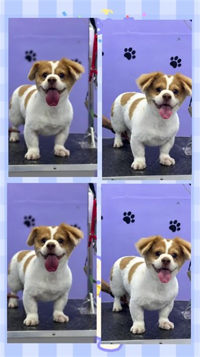 Pets dora#puppy #pets #spa