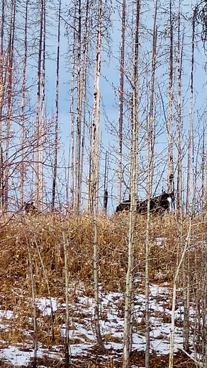 2.8K views · 243 reactions | Reba watching to make sure the ATV does not come back, Her son stayed by her side the whole time 殺 | Cindy Landry | Facebook