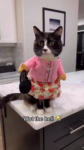Funny Cat Video: What the Hell Cat