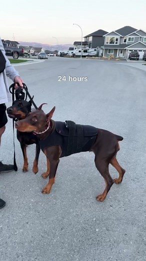 24 hour holter monitor, preventative testing for DCM ❤️‍🩹 (both dogs results came back great) #doberman