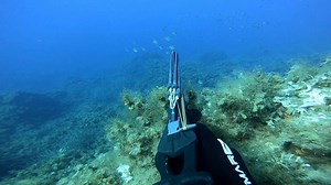 🌊🐟🐟🐟 Catch with the Salvimar Metal 85, know more about this speargun: https://www.apneapassion.com/equipment/in-the-water/salvimar-metal-85-light-and-precise/ 🇮🇹 Cattura con il Salvimar Metal 85, scopri di più su questo arbalete: https://www.apneapassion.com/it/attrezzature/prove-in-mare/salvimar-metal-85-leggero-e-preciso/ (Filicudi, Aeolian islands, Sicily, Italy, 15 meters depth, water 27 °C, August 2020) | Apneapassion Magazine - Spearfishing