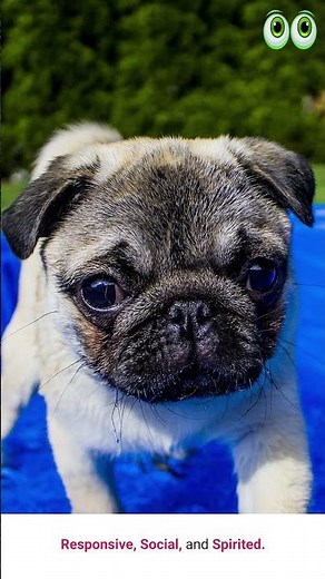 Teacup Pug - Dog Breed Guide | #shorts | #petmoo
