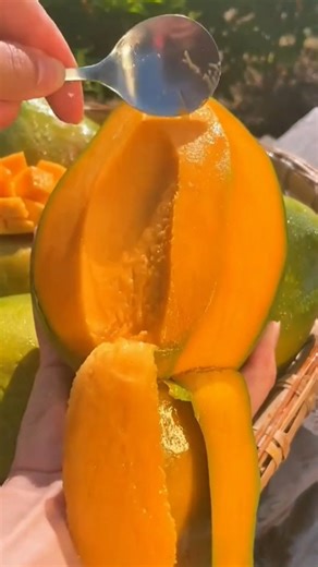 ¿Cuantas variedades de mangos existene en el mundo? | Los Viajes de Willy