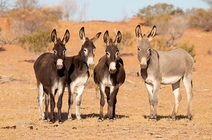 Donkey Symbolism