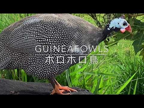 ホロホロ鳥ってどんな鳥？/Guineafowls