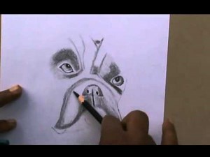 Drawing Boxer Dog