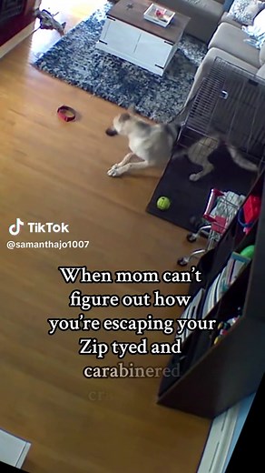 Its for your protection/safety! Cant have my baby getting hurt. Two months and the convict hasn’t escaped🤞🏼🔒 #crate #cratetraining #escapeartist #dog #dogsoftiktok #germanshepherd #germanshepherdsoftiktok #gsdoftiktok #gsd #escape #fypシ゚viral #fypage