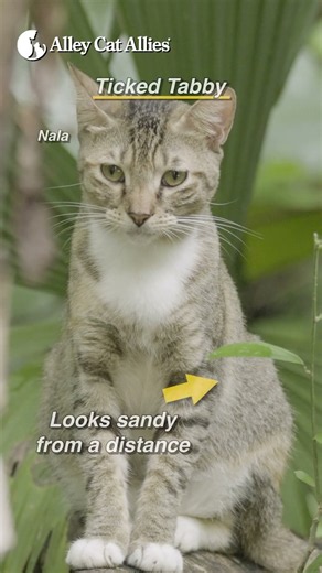 What's Your Tabby Type?
