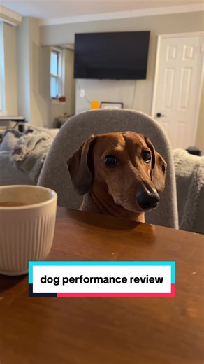 Annual Performance Review of a Dachshund: A Hilarious Take