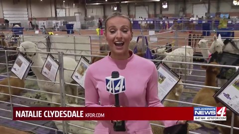 National Alpaca Show comes to Grady County Fairgrounds